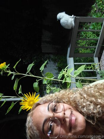 alicepika