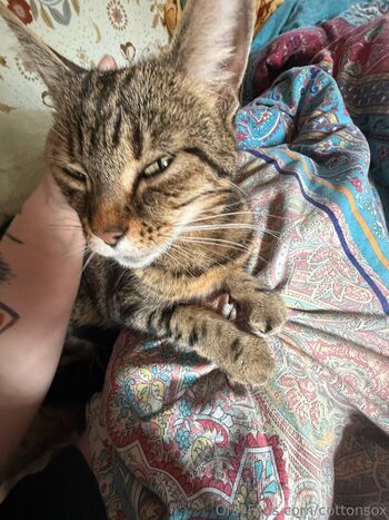 cottonsox