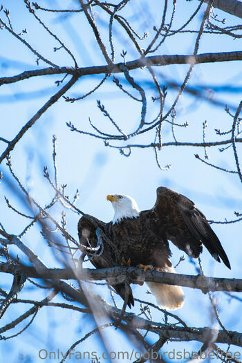 gobirdsbabefree