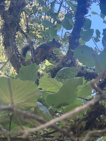 harlowflowerfootgoddess