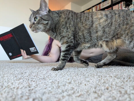 kitty_bit_games