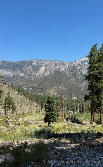 mollycollection