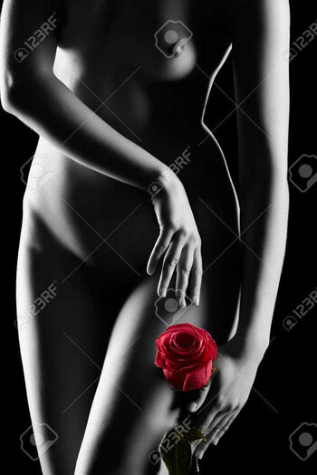 Red Rose