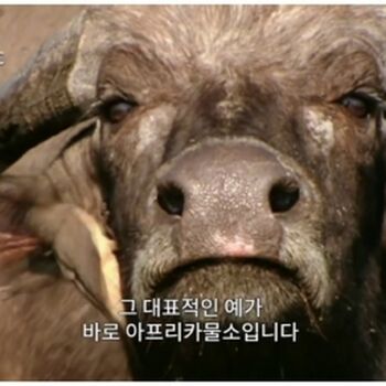 Se Yeon