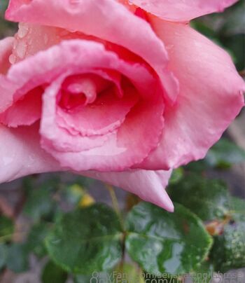 sensualenglishrose