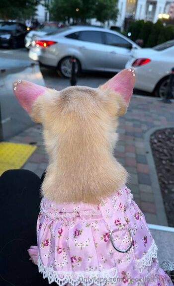 thedollbarbara